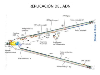 REPLICACIÓN DEL ADN
 