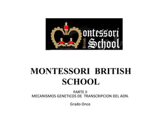 MONTESSORI BRITISH
SCHOOL
PARTE II
MECANISMOS GENETICOS DE TRANSCRIPCION DEL ADN.
Grado Once
 