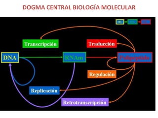 DOGMA CENTRAL BIOLOGÍA MOLECULAR
 