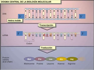 DOGMA CENTRAL DE LA BIOLOGÌA MOLECULARDOGMA CENTRAL DE LA BIOLOGÌA MOLECULAR
Hebra moldeHebra molde
TranscripciónTranscripción
TraducciónTraducción
8.1.-8.1.-
3´ 5´
3´5´
 