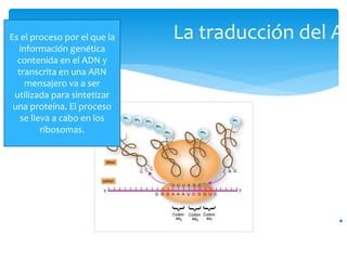 La traducción del AD
Es el proceso por el que la
información genética
contenida en el ADN y
transcrita en una ARN
mensajero va a ser
utilizada para sintetizar
una proteína. El proceso
se lleva a cabo en los
ribosomas.
 