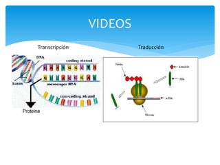VIDEOS
Transcripción Traducción
 