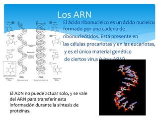 El ácido ribonucleico es un ácido nucleico
formado por una cadena de
ribonucleótidos. Está presente en
las células procariotas y en las eucariotas,
y es el único material genético
de ciertos virus (virus ARN)..
Los ARN
El ADN no puede actuar solo, y se vale
del ARN para transferir esta
información durante la síntesis de
proteínas.
 