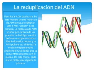  molécula de ADN inicial
La reduplicación del ADN
Permite al ADN duplicarse .De
esta manera de una molécula
de ADN única, se obtienen
dos o más "clones" de la
primera. La molécula de ADN
se abre por ruptura de los
puentes de hidrógeno entre
las bases complementarias
liberándose dos hebras y la
ADN polimerasa sintetiza la
mitad complementaria
añadiendo nucleótidos que se
encuentran dispersos en el
núcleo. De esta forma, cada
nueva molécula es igual a la
primera.
 