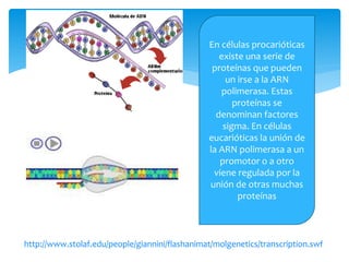 En células procarióticas
existe una serie de
proteínas que pueden
un irse a la ARN
polimerasa. Estas
proteínas se
denominan factores
sigma. En células
eucarióticas la unión de
la ARN polimerasa a un
promotor o a otro
viene regulada por la
unión de otras muchas
proteínas
http://www.stolaf.edu/people/giannini/flashanimat/molgenetics/transcription.swf
 