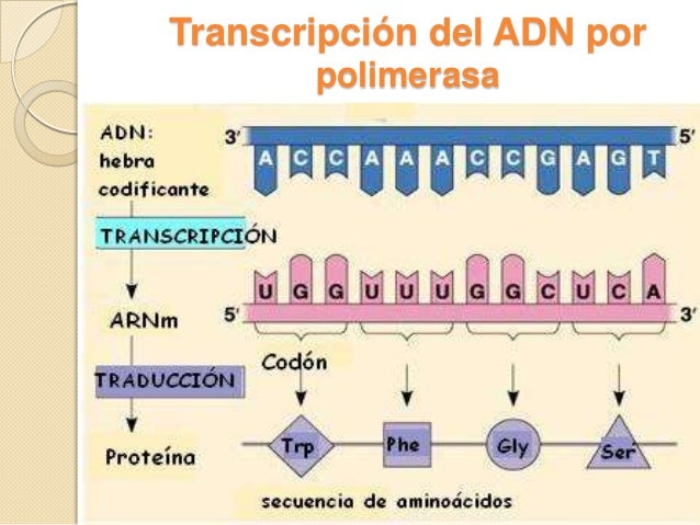 Transcripcion del adn