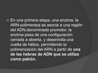  En una primera etapa, una enzima, la
ARN-polimerasa se asocia a una región
del ADN,denominada promotor, la
enzima pasa de una configuración
cerrada a abierta, y desenrolla una
vuelta de hélice, permitiendo la
polimerización del ARN a partir de una
de las hebras de ADN que se utiliza
como patrón.
 
