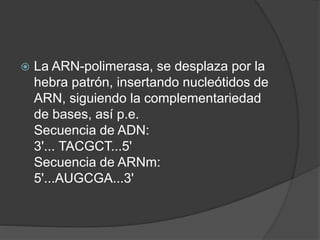  La ARN-polimerasa, se desplaza por la
hebra patrón, insertando nucleótidos de
ARN, siguiendo la complementariedad
de bases, así p.e.
Secuencia de ADN:
3'... TACGCT...5'
Secuencia de ARNm:
5'...AUGCGA...3'
 
