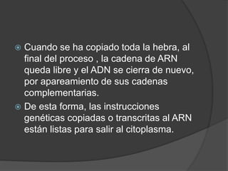  Cuando se ha copiado toda la hebra, al
final del proceso , la cadena de ARN
queda libre y el ADN se cierra de nuevo,
por apareamiento de sus cadenas
complementarias.
 De esta forma, las instrucciones
genéticas copiadas o transcritas al ARN
están listas para salir al citoplasma.
 