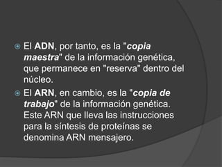  El ADN, por tanto, es la "copia
maestra" de la información genética,
que permanece en "reserva" dentro del
núcleo.
 El ARN, en cambio, es la "copia de
trabajo" de la información genética.
Este ARN que lleva las instrucciones
para la síntesis de proteínas se
denomina ARN mensajero.
 