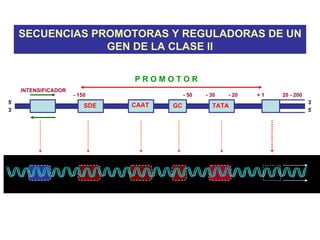 SECUENCIAS PROMOTORAS Y REGULADORAS DE UN
                  GEN DE LA CLASE II

                                PROMOTOR
     INTENSIFICADOR
                      - 150                 - 50   - 30   - 20   +1   20 - 200
5’
                                                                                 3’
                          SDE   CAAT   GC            TATA
3’                                                                               5’
 