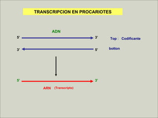 Transcriptological Analysis Transcripcion diapositivas | PPT
