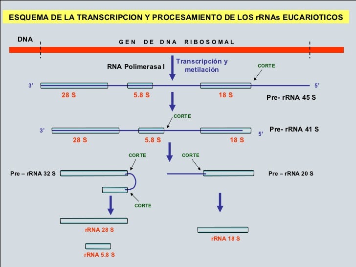 Transcripcion diapositivas Transcripcion diapositivas