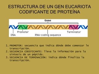 ESTRUCTURA DE UN GEN EUCARIOTA
     CODIFICANTE DE PROTEÍNA




1. PROMOTOR: secuencia que indica dónde debe comenzar le
   transcripción.
2. SECUENCIA CODIFICANTE: lleva la información para la
   síntesis de un péptido.
3. SECUENCIA DE TERMINACIÓN: indica dónde finaliza la
   transcripción.
 
