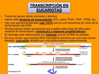 TRANSCRIPCIÓN EN
                         EUCARIOTAS
• Todos los genes tienen promotor y término.
• Hacen falta factores de transcripción (TF), como TFIIA, TFIIF, TFIID, etc.
• Hay una secuencia llamada caja TATA que es una secuencia de inicio de la
  transcripción del ADN.
• Muchos genes tienen secuencias que pueden estar lejos de ellos para
  reactivar la transcripción (enhancers o regiones amplificadoras).
• El mensaje está interrumpido por intrones que en el RNA se pierden.
• Es muy común que muchos RNA mensajeros terminen en una cola común
  llamada cola poliA añadida por una endonucleasa posteriormente.
 