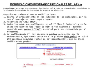 MODIFICACIONES POSTRANSCRIPCIONALES DEL ARNm
Procariotas: no sufren procesamiento, funcionales tal y como son sintetizados. Participan en
la síntesis de proteínas incluso antes de acabarse de sintetizar.

Eucariotas: sufren diversas modificaciones.
1. Ocurre un procesamiento en los extremos de las moléculas, por lo
   que el mensaje se interrumpe a veces.
2. Mecanismo de “splicing”.
3. Todos los mRNA son modificados en el 5‟ (los 3 fosfatos) y se le
   añade una guanina que luego se metila (el extremo 5‟ también
   conocido cono gorra o “cap”, esencial para ser reconocida por el
   ribosoma).
4. La modificación 3‟: hay secuencia AAUAAA reconocida por la
   endonucleasa, que corta cerca de ella y añade cola poliA de 200 ó
   250 adeninas seguidas (señal de poliadenilación), que no tiene
   codificación génica.
 