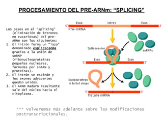 PROCESAMIENTO DEL PRE-ARNm: “SPLICING”


Los pasos en el “splicing”
   (eliminación de intrones
   en eucariotas) del pre-
   ARNm son los siguientes:
1. El intrón forma un “lazo”
   denominado espliceosoma
   gracias a la unión de
   snRNP
   (ribonucleoproteínas
   pequeñas nucleares,
   formadas por snARN y
   proteínas).
2. El intrón se escinde y
   los exones adyacentes
   quedan unidos.
3. El ARNm maduro resultante
   sale del núcleo hacia el
   citoplasma.



     *** Volveremos más adelante sobre las modificaciones
     postranscripcionales.
 