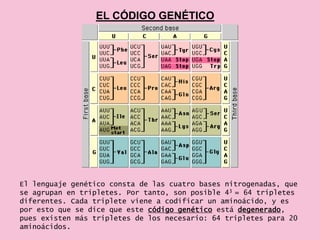 EL CÓDIGO GENÉTICO




El lenguaje genético consta de las cuatro bases nitrogenadas, que
se agrupan en tripletes. Por tanto, son posible 43 = 64 tripletes
diferentes. Cada triplete viene a codificar un aminoácido, y es
por esto que se dice que este código genético está degenerado,
pues existen más tripletes de los necesario: 64 tripletes para 20
aminoácidos.
 