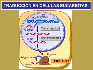 TRADUCCIÓN EN CÉLULAS EUCARIOTAS.
 