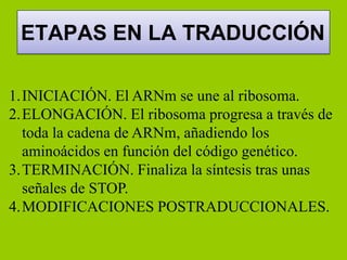 ETAPAS EN LA TRADUCCIÓN

1.INICIACIÓN. El ARNm se une al ribosoma.
2.ELONGACIÓN. El ribosoma progresa a través de
  toda la cadena de ARNm, añadiendo los
  aminoácidos en función del código genético.
3.TERMINACIÓN. Finaliza la síntesis tras unas
  señales de STOP.
4.MODIFICACIONES POSTRADUCCIONALES.
 