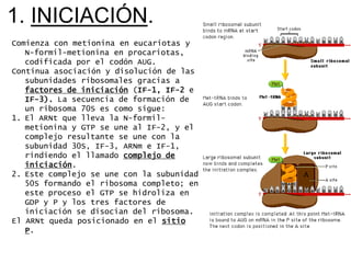 1. INICIACIÓN.
Comienza con metionina en eucariotas y
   N-formil-metionina en procariotas,
   codificada por el codón AUG.
Continua asociación y disolución de las
   subunidades ribosomales gracias a
   factores de iniciación (IF-1, IF-2 e
   IF-3). La secuencia de formación de
   un ribosoma 70S es como sigue:
1. El ARNt que lleva la N-formil-
   metionina y GTP se une al IF-2, y el
   complejo resultante se une con la
   subunidad 30S, IF-3, ARNm e IF-1,
   rindiendo el llamado complejo de
   iniciación.
2. Este complejo se une con la subunidad
   50S formando el ribosoma completo; en
   este proceso el GTP se hidroliza en
   GDP y P y los tres factores de
   iniciación se disocian del ribosoma.
El ARNt queda posicionado en el sitio
   P.
 