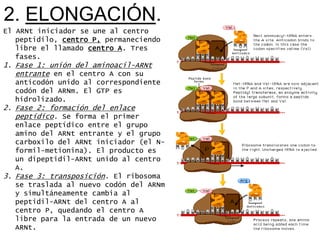 2. ELONGACIÓN.
El ARNt iniciador se une al centro
   peptidilo, centro P, permaneciendo
   libre el llamado centro A. Tres
   fases.
1. Fase 1: unión del aminoacil-ARNt
   entrante en el centro A con su
  anticodón unido al correspondiente
  codón del ARNm. El GTP es
  hidrolizado.
2. Fase 2: formación del enlace
   peptídico. Se forma el primer
   enlace peptídico entre el grupo
   amino del ARNt entrante y el grupo
   carboxilo del ARNt iniciador (el N-
   formil-metionina). El producto es
   un dipeptidil-ARNt unido al centro
   A.
3. Fase 3: transposición. El ribosoma
   se traslada al nuevo codón del ARNm
   y simultáneamente cambia al
   peptidil-ARNt del centro A al
   centro P, quedando el centro A
   libre para la entrada de un nuevo
   ARNt.
 
