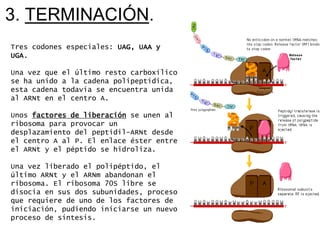 3. TERMINACIÓN.
Tres codones especiales: UAG, UAA y
UGA.

Una vez que el último resto carboxílico
se ha unido a la cadena polipeptídica,
esta cadena todavía se encuentra unida
al ARNt en el centro A.

Unos factores de liberación se unen al
ribosoma para provocar un
desplazamiento del peptidil-ARNt desde
el centro A al P. El enlace éster entre
el ARNt y el péptido se hidroliza.

Una vez liberado el polipéptido, el
último ARNt y el ARNm abandonan el
ribosoma. El ribosoma 70S libre se
disocia en sus dos subunidades, proceso
que requiere de uno de los factores de
iniciación, pudiendo iniciarse un nuevo
proceso de síntesis.
 