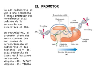 EL PROMOTOR
La ARN-polimerasa se
une a una secuencia
llamada promotor que
normalmente está
delante de la
secuencia que
especifica el RNA.

EN PROCARIOTAS, el
promotor tiene dos
zonas comunes que
son puntos de
reconocimiento de
polimerasa en las
regiones -10 y -35.
Esta secuencia de
bases está bastante
conservada:
•Región -10: TATAAT
•Región -35: TTGACA
 