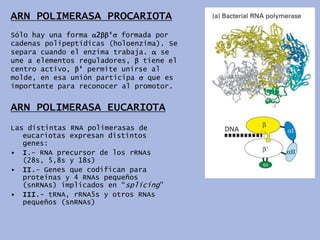 ARN POLIMERASA PROCARIOTA
Sólo hay una forma 2„ formada por
cadenas polipeptídicas (holoenzima). Se
separa cuando el enzima trabaja.  se
une a elementos reguladores,  tiene el
centro activo, „ permite unirse al
molde, en esa unión participa  que es
importante para reconocer al promotor.


ARN POLIMERASA EUCARIOTA
Las distintas RNA polimerasas de
   eucariotas expresan distintos
   genes:
• I.- RNA precursor de los rRNAs
   (28s, 5,8s y 18s)
• II.- Genes que codifican para
   proteínas y 4 RNAs pequeños
   (snRNAs) implicados en “splicing”
• III.- tRNA, rRNA5s y otros RNAs
   pequeños (snRNAs)
 