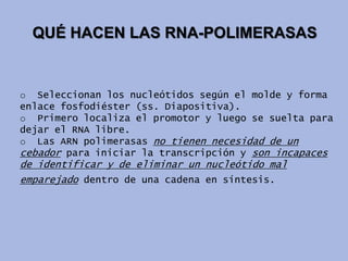 QUÉ HACEN LAS RNA-POLIMERASAS


o Seleccionan los nucleótidos según el molde y forma
enlace fosfodiéster (ss. Diapositiva).
o Primero localiza el promotor y luego se suelta para
dejar el RNA libre.
o Las ARN polimerasas no tienen necesidad de un
cebador para iniciar la transcripción y son incapaces
de identificar y de eliminar un nucleótido mal
emparejado dentro de una cadena en síntesis.
 
