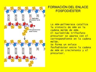 FORMACIÓN DEL ENLACE
   FOSFODIÉSTER



 La ARN-polimerasa cataliza
 la síntesis de ARN en la
 cadena molde de ADN.
 El nucleótido trifosfato
 precursor se aparea con el
 correspondiente en la cadena
 molde.
 Se forma un enlace
 fosfodiéster entre la cadena
 de ARN en crecimiento y el
 precursor.
 