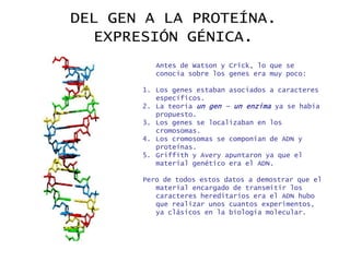 DEL GEN A LA PROTEÍNA.
  EXPRESIÓN GÉNICA.
          Antes de Watson y Crick, lo que se
          conocía sobre los genes era muy poco:

       1. Los genes estaban asociados a caracteres
          específicos.
       2. La teoría un gen – un enzima ya se había
          propuesto.
       3. Los genes se localizaban en los
          cromosomas.
       4. Los cromosomas se componían de ADN y
          proteínas.
       5. Griffith y Avery apuntaron ya que el
          material genético era el ADN.

       Pero de todos estos datos a demostrar que el
          material encargado de transmitir los
          caracteres hereditarios era el ADN hubo
          que realizar unos cuantos experimentos,
          ya clásicos en la biología molecular.
 