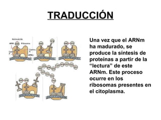 TRADUCCIÓN

      Una vez que el ARNm
      ha madurado, se
      produce la síntesis de
      proteínas a partir de la
      “lectura” de este
      ARNm. Este proceso
      ocurre en los
      ribosomas presentes en
      el citoplasma.
 