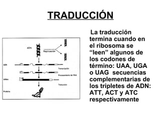 TRADUCCIÓN
       La traducción
      termina cuando en
      el ribosoma se
      “leen” algunos de
      los codones de
      término: UAA, UGA
      o UAG secuencias
      complementarias de
      los tripletes de ADN:
      ATT, ACT y ATC
      respectivamente
 