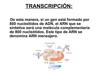 TRANSCRIPCIÓN:

De esta manera, si un gen está formado por
800 nucleótidos de ADN, el ARN que se
sintetice será una molécula complementaria
de 800 nucleótidos. Este tipo de ARN se
denomina ARN mensajero.
 