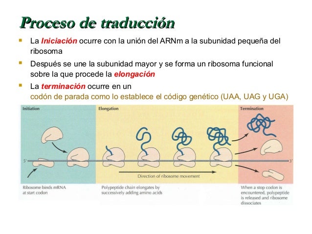 Transcripcion del ADN y traduccion del ARNm