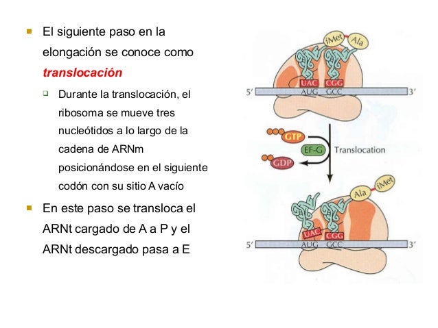 Transcripcion del ADN y traduccion del ARNm