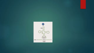 Transcripcion y traduccion