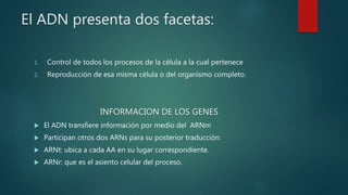 El ADN presenta dos facetas:
1. Control de todos los procesos de la célula a la cual pertenece
2. Reproducción de esa misma célula o del organismo completo.
INFORMACION DE LOS GENES
 El ADN transfiere información por medio del ARNm
 Participan otros dos ARNs para su posterior traducción.
 ARNt: ubica a cada AA en su lugar correspondiente.
 ARNr: que es el asiento celular del proceso.
 