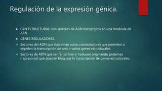 Regulación de la expresión génica.
 GEN ESTRUCTURAL: son sectores de ADN transcriptos en una molécula de
ARN
 GENES REGULADORES:
 Sectores del ADN que funcionan como conmutadores que permiten o
impiden la transcripción de uno o varios genes estructurales.
 Sectores de ADN que se transcriben y traducen originando proteínas
(represoras) que pueden bloquear la transcripción de genes estructurales.
 