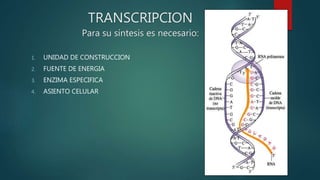 TRANSCRIPCION
Para su síntesis es necesario:
1. UNIDAD DE CONSTRUCCION
2. FUENTE DE ENERGIA
3. ENZIMA ESPECIFICA
4. ASIENTO CELULAR
 