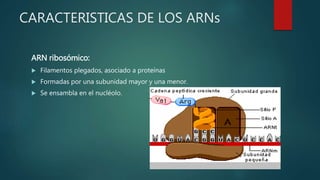 CARACTERISTICAS DE LOS ARNs
ARN ribosómico:
 Filamentos plegados, asociado a proteínas
 Formadas por una subunidad mayor y una menor.
 Se ensambla en el nucléolo.
 