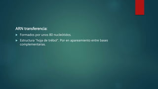 ARN transferencia:
 Formados por unos 80 nucleótidos.
 Estructura “hoja de trébol”. Por en apareamiento entre bases
complementarias.
 
