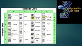 Transcripcion y traduccion