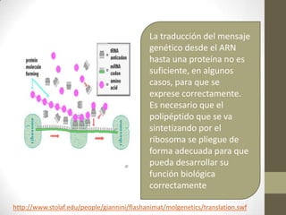 La traducción del mensaje
genético desde el ARN
hasta una proteína no es
suficiente, en algunos
casos, para que se
exprese correctamente.
Es necesario que el
polipéptido que se va
sintetizando por el
ribosoma se pliegue de
forma adecuada para que
pueda desarrollar su
función biológica
correctamente
http://www.stolaf.edu/people/giannini/flashanimat/molgenetics/translation.swf

 