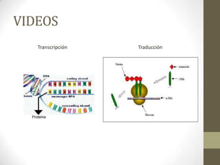 VIDEOS
Transcripción

Traducción

 