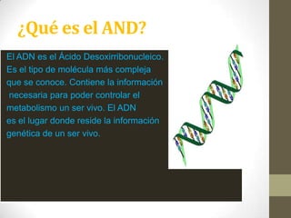 ¿Qué es el AND?
El ADN es el Ácido Desoxirribonucleico.
Es el tipo de molécula más compleja
que se conoce. Contiene la información
necesaria para poder controlar el
metabolismo un ser vivo. El ADN
es el lugar donde reside la información
genética de un ser vivo.

 
