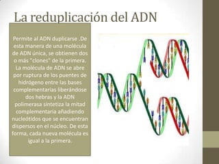 La reduplicación del ADN
• molécula de ADN inicial
Permite al ADN duplicarse .De
esta manera de una molécula
de ADN única, se obtienen dos
o más "clones" de la primera.
La molécula de ADN se abre
por ruptura de los puentes de
hidrógeno entre las bases
complementarias liberándose
dos hebras y la ADN
polimerasa sintetiza la mitad
complementaria añadiendo
nucleótidos que se encuentran
dispersos en el núcleo. De esta
forma, cada nueva molécula es
igual a la primera.

 