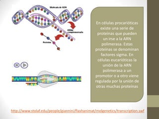 En células procarióticas
existe una serie de
proteínas que pueden
un irse a la ARN
polimerasa. Estas
proteínas se denominan
factores sigma. En
células eucarióticas la
unión de la ARN
polimerasa a un
promotor o a otro viene
regulada por la unión de
otras muchas proteínas

http://www.stolaf.edu/people/giannini/flashanimat/molgenetics/transcription.swf

 