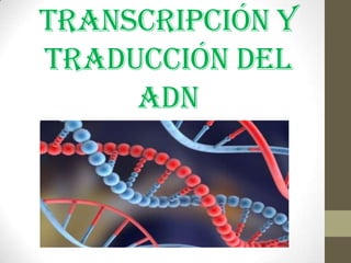Transcripción y
traducción del
ADN

 